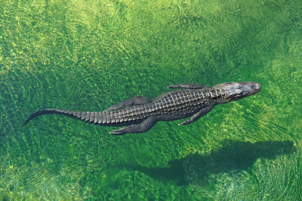 Alligator swimming in clear green water